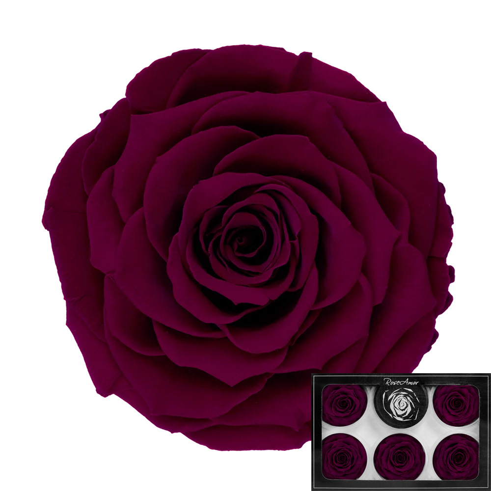 Stabilizirana vrtnica Rose Amor 6 kos - bordo (pin02)