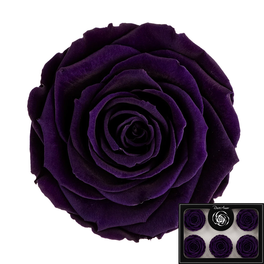 Stabilizirana vrtnica Rose Amor 6 kos - temno vijolična (pur01)