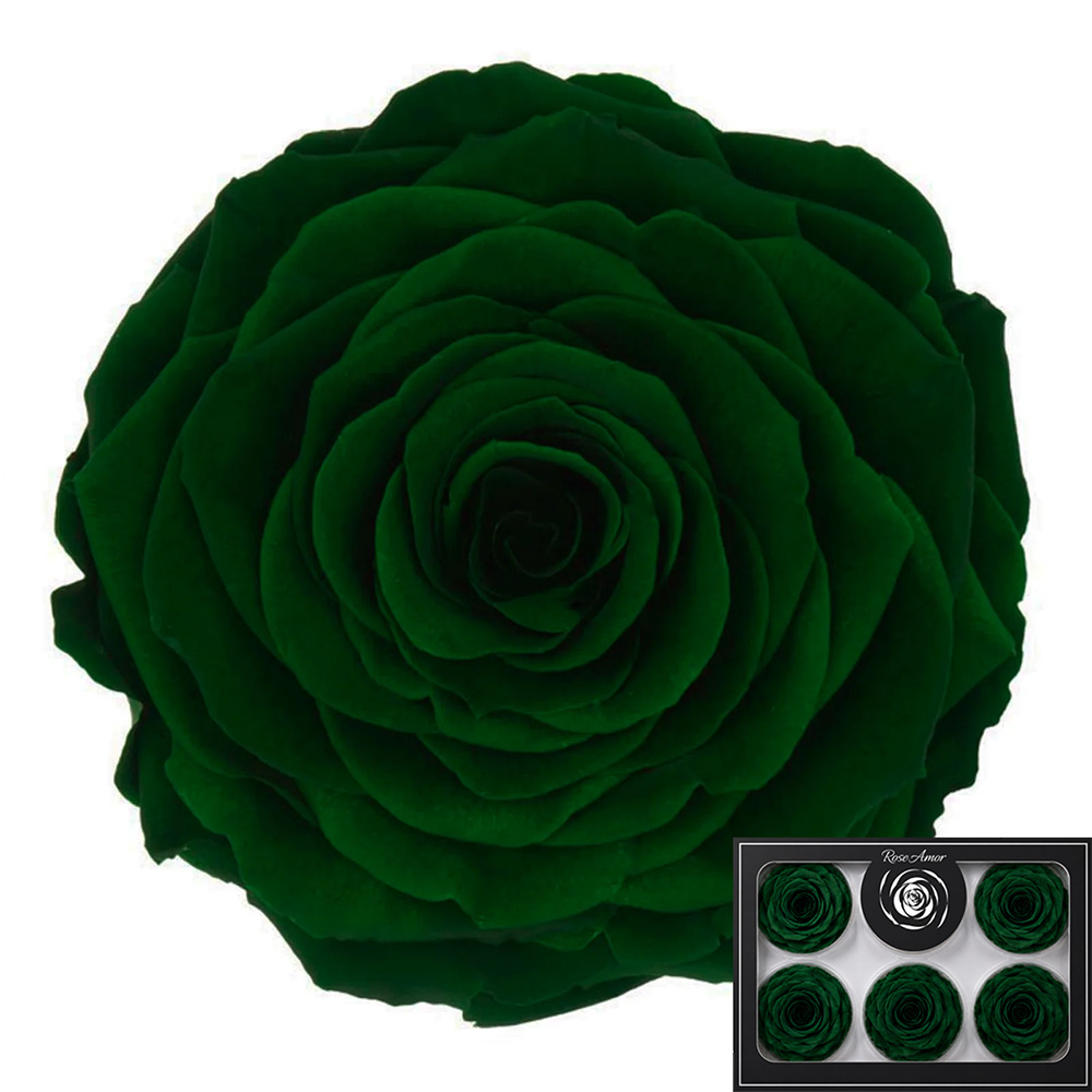 Stabilizirana vrtnica Rose Amor 6 kos - temno zelena (gre02)