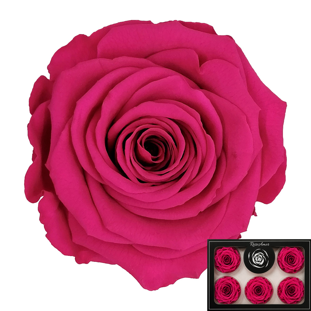 Stabilizirana vrtnica Rose Amor 6 kos - fuksija (pin03)