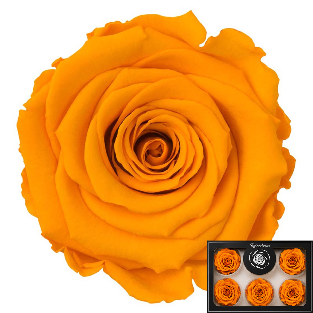 Stabilizirana vrtnica Rose Amor 6 kos - rumeno-oranžna (yel04)