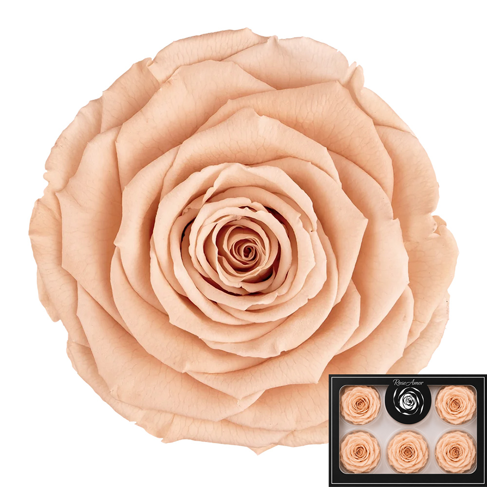 Stabilizirana vrtnica Rose Amor 6 kos - marelična (pea01)
