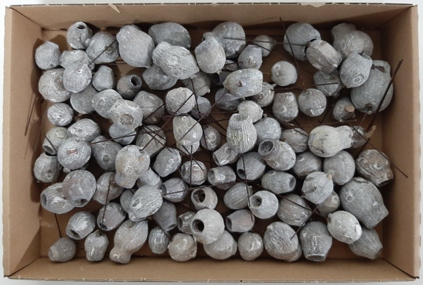 Evkaliptusovi plodovi beli (Stone Washed White) - 100 kosov