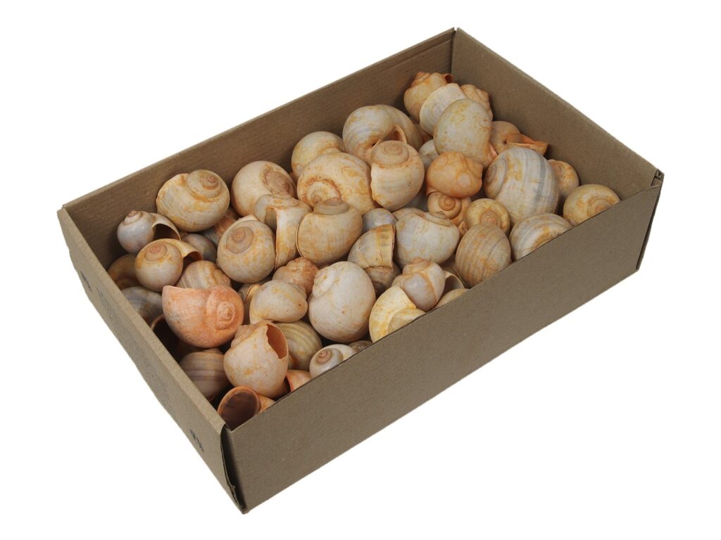 Nattai Shells oranžne 500 g - dekorativne spiralne školjke