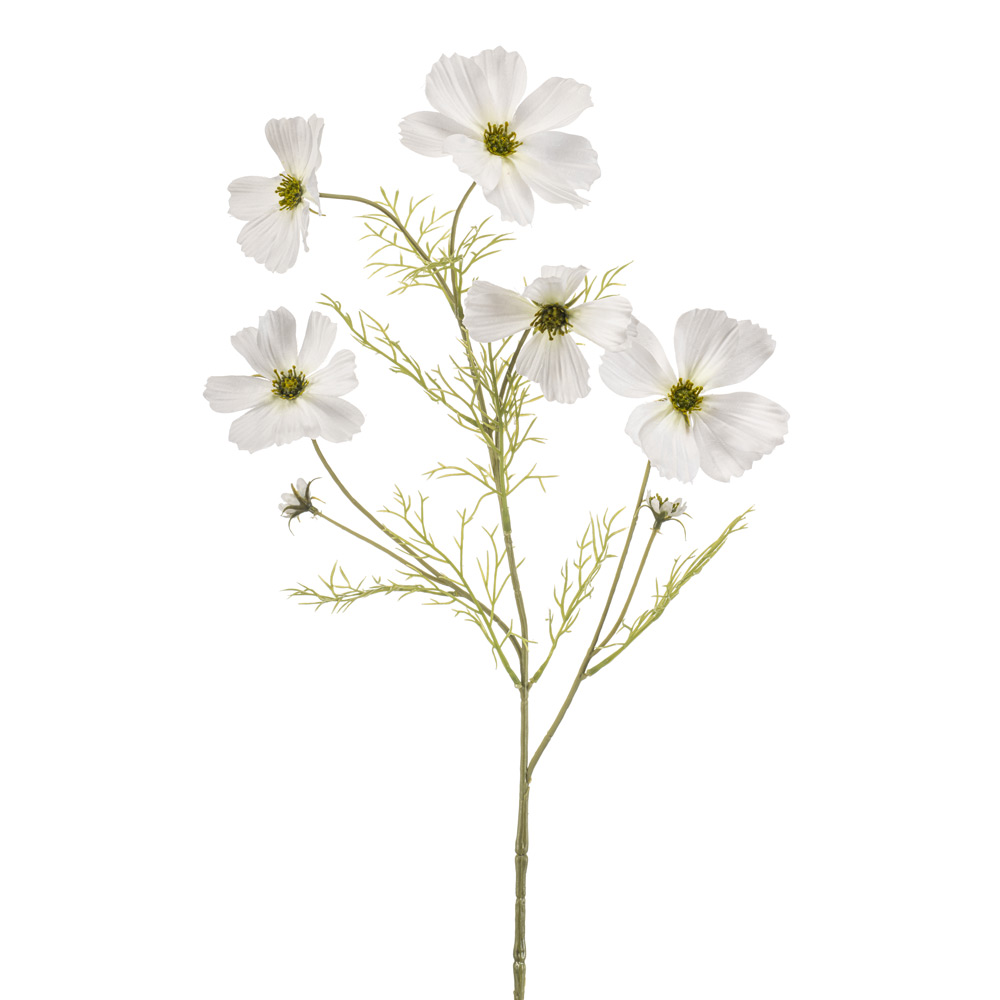 Kozmos bel 75 cm - umeten
