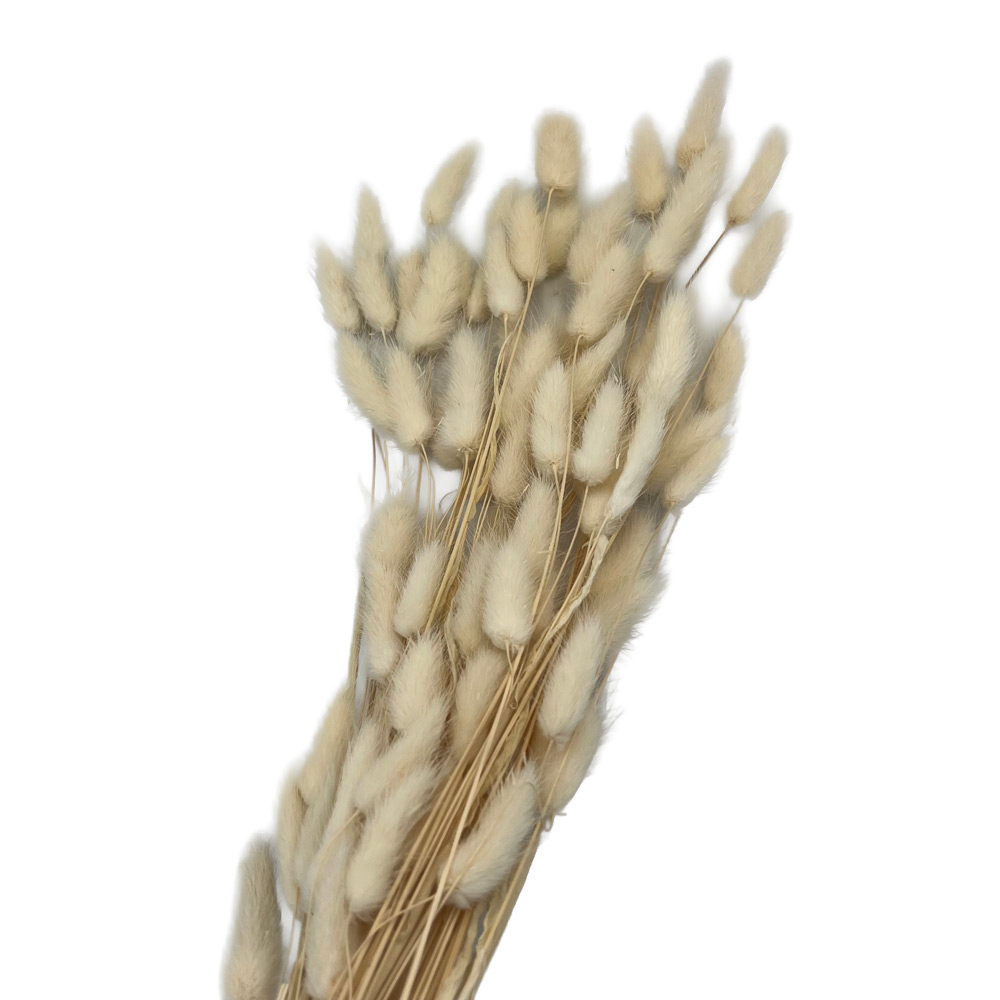 Lagurus beljen 50 g – 60 cm
