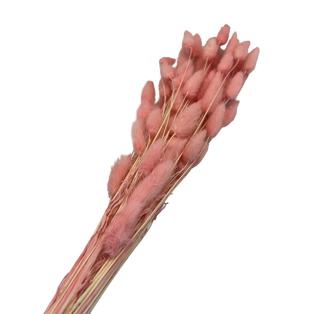 Lagurus šop roza 50 g