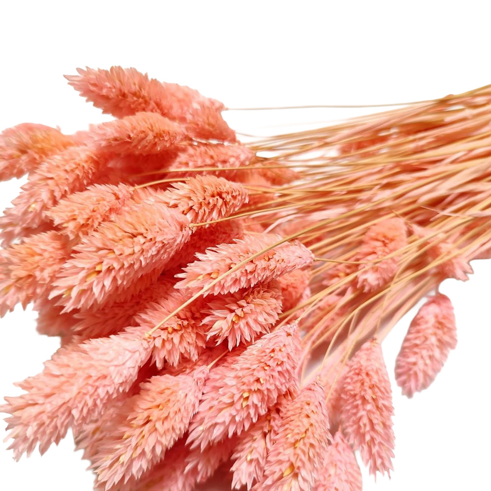 Phalaris roza 100 g