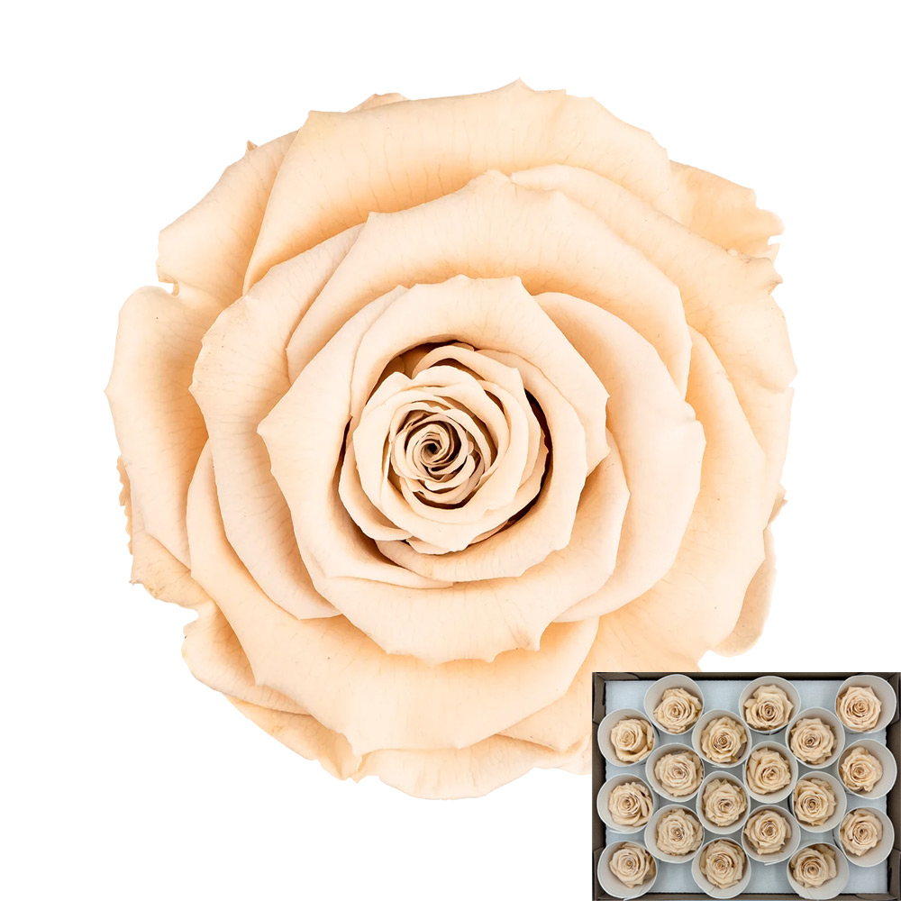 Stabilizirana vrtnica Rose Amor 3 cm 18 kos - krem (cha01)