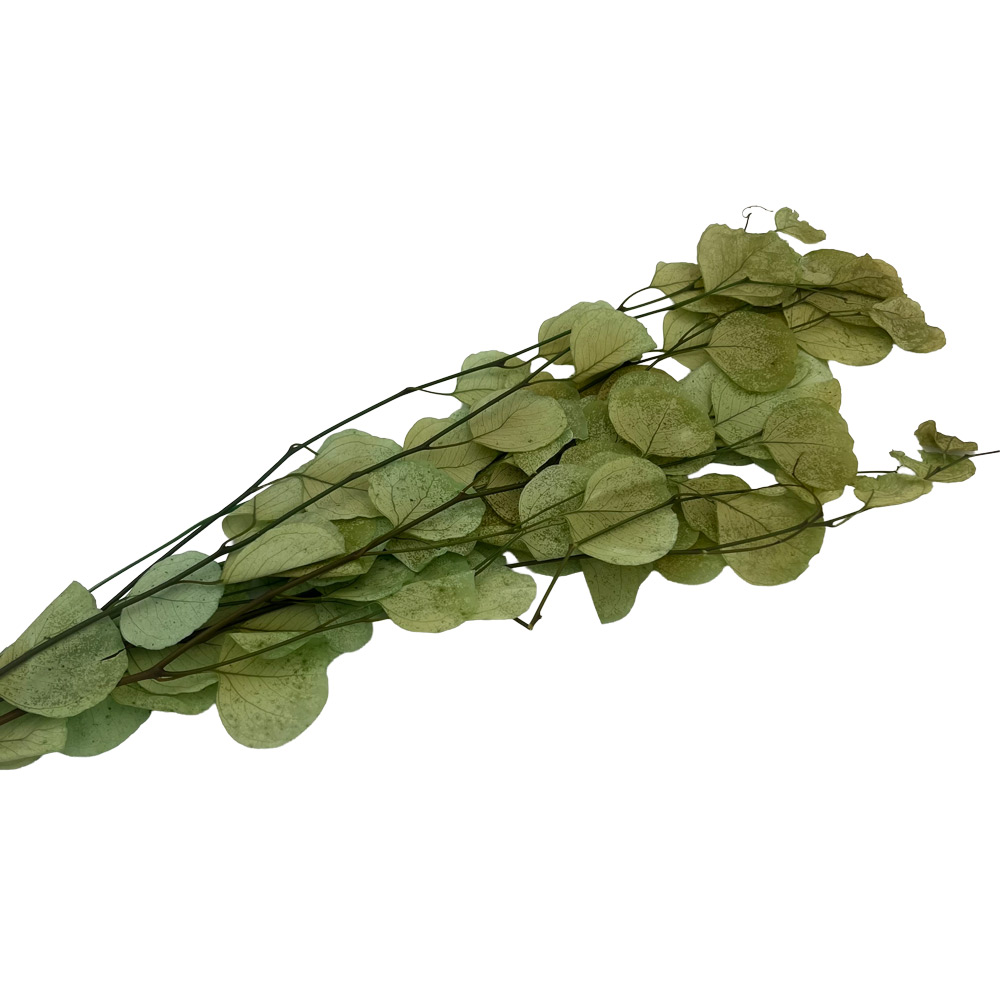 Eukaliptus veje zelena 60g