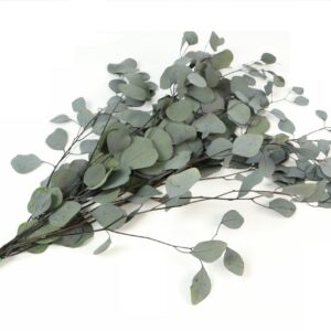 Evkaliptus Populus stabiliziran 150 g 65 cm