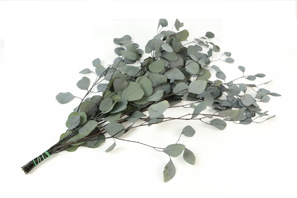 Evkaliptus Populus stabiliziran 150 g 65 cm