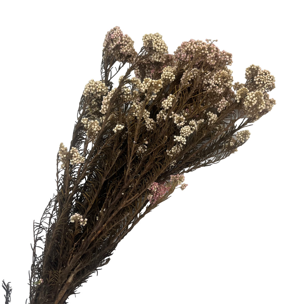Rice Flower Natur