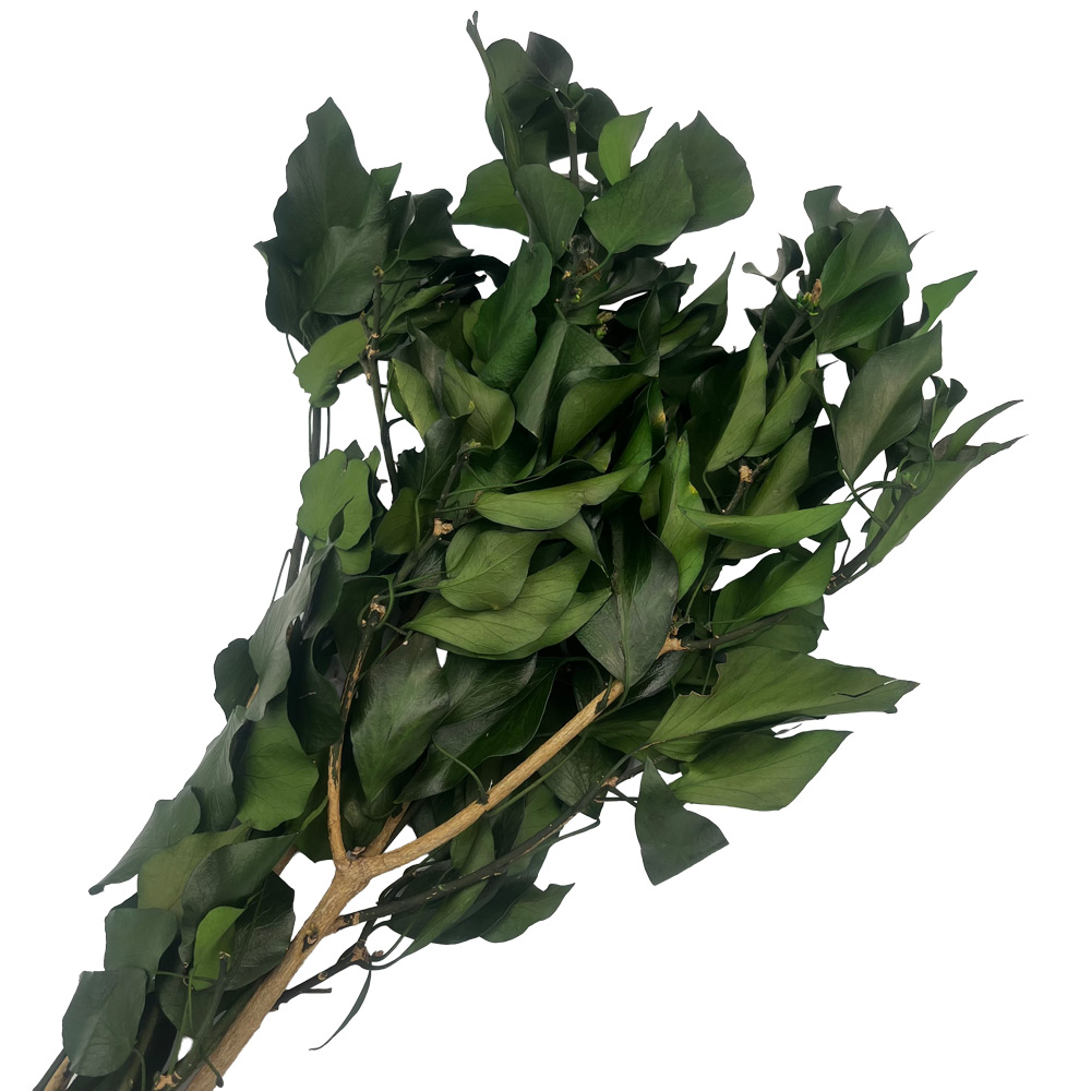 Hedera stabilizirana zelena 150 g