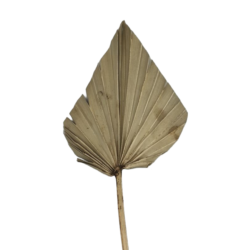Palm Sun Spear Natural - sušen palmov list 15 kosov