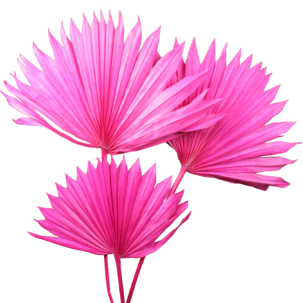 Listi palme Sun Spear ciklam - 15 kos
