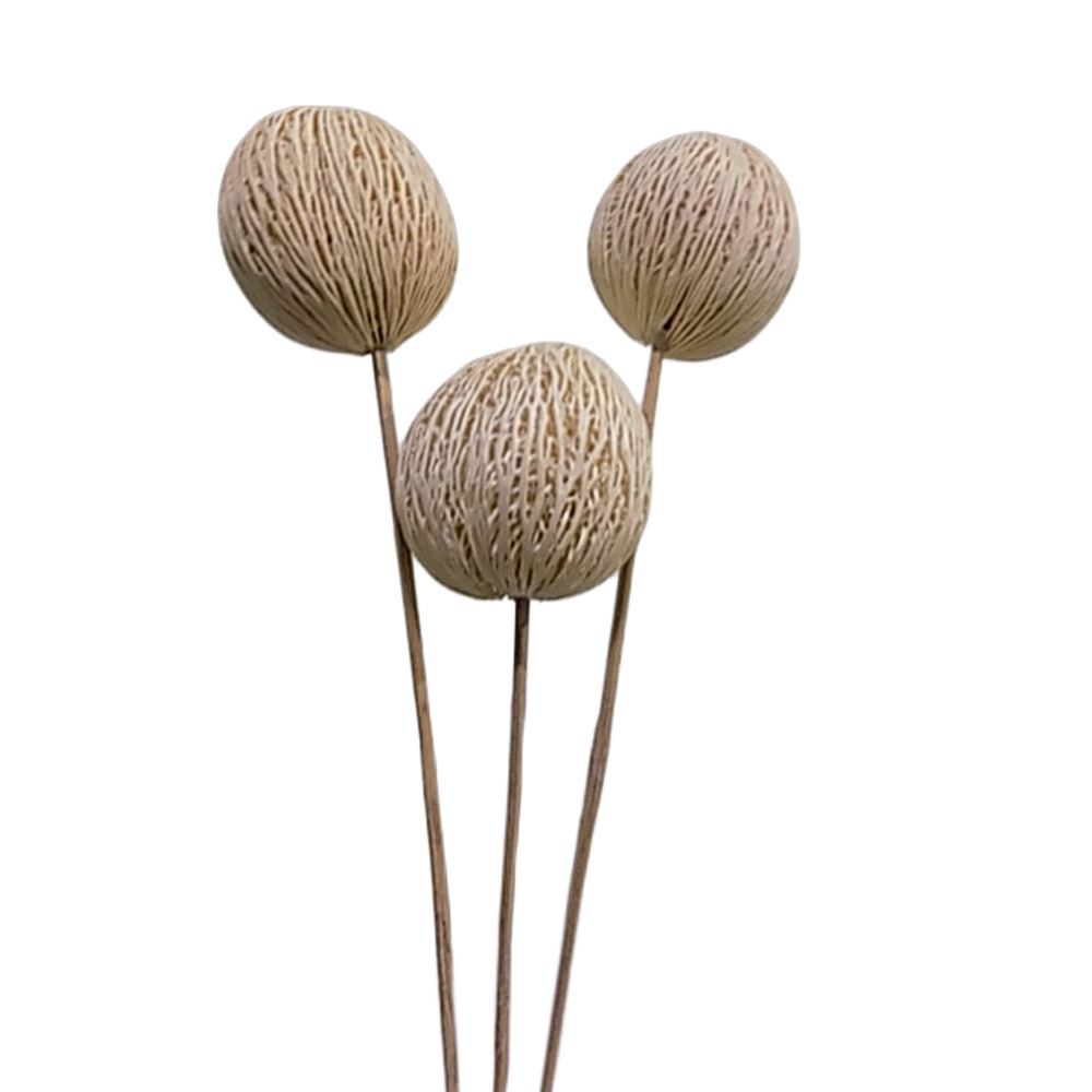 MINTOLA NA PALICI X15
