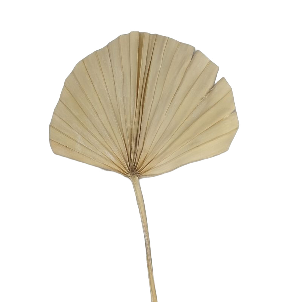 PALM SPEAR MAXI BELJEN