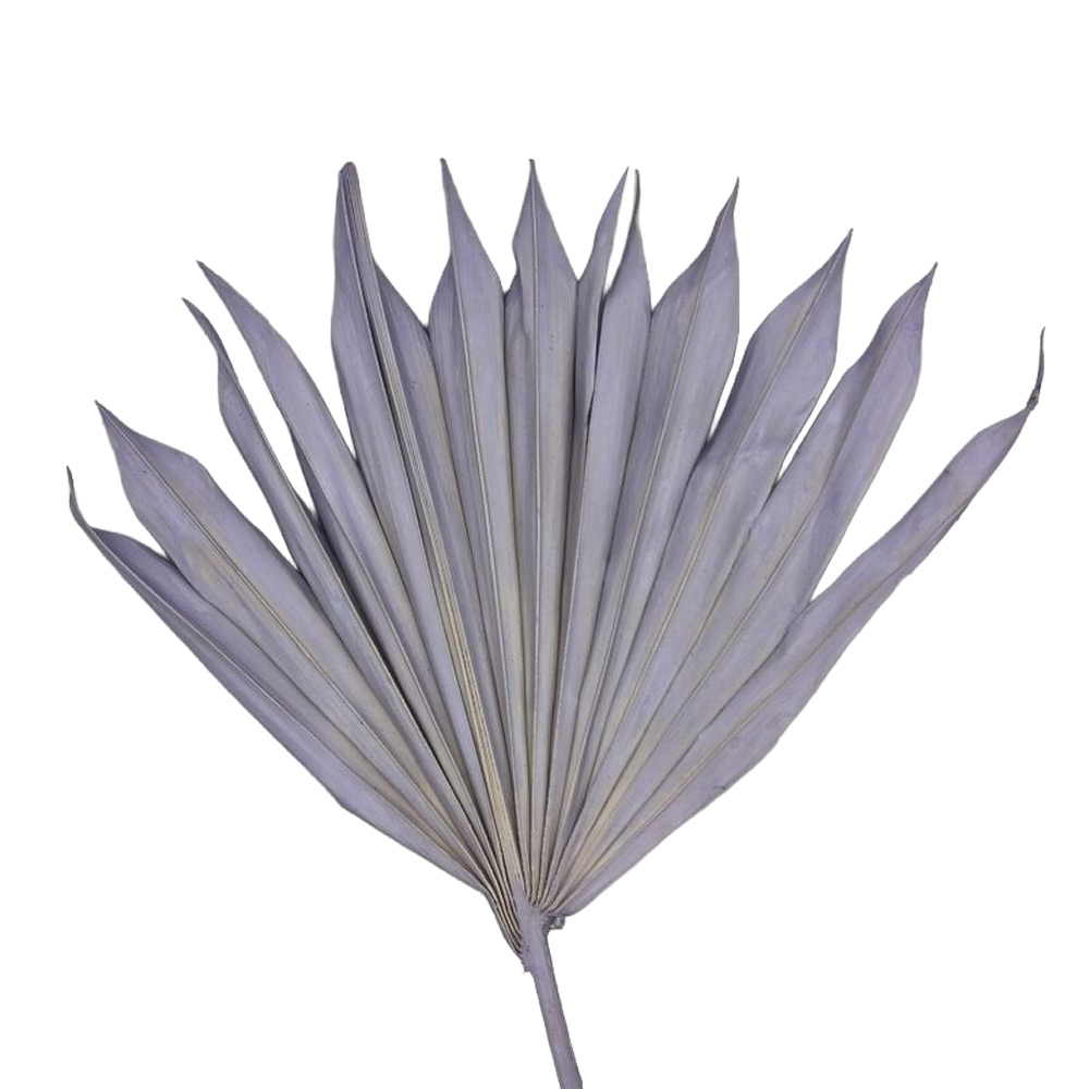 PALM SUN SPEAR LAVANDAX15