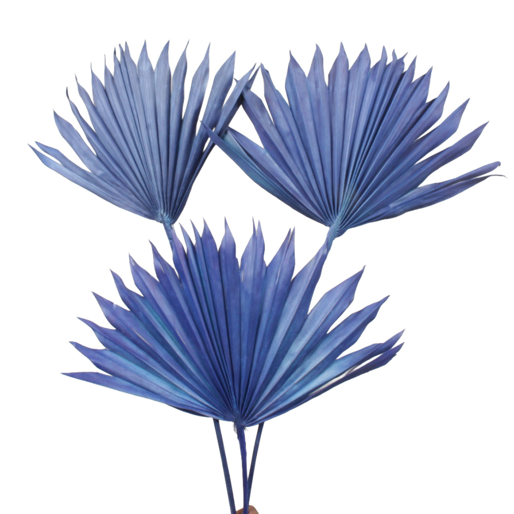 Modri listi palme Sun Spear - 15 kos