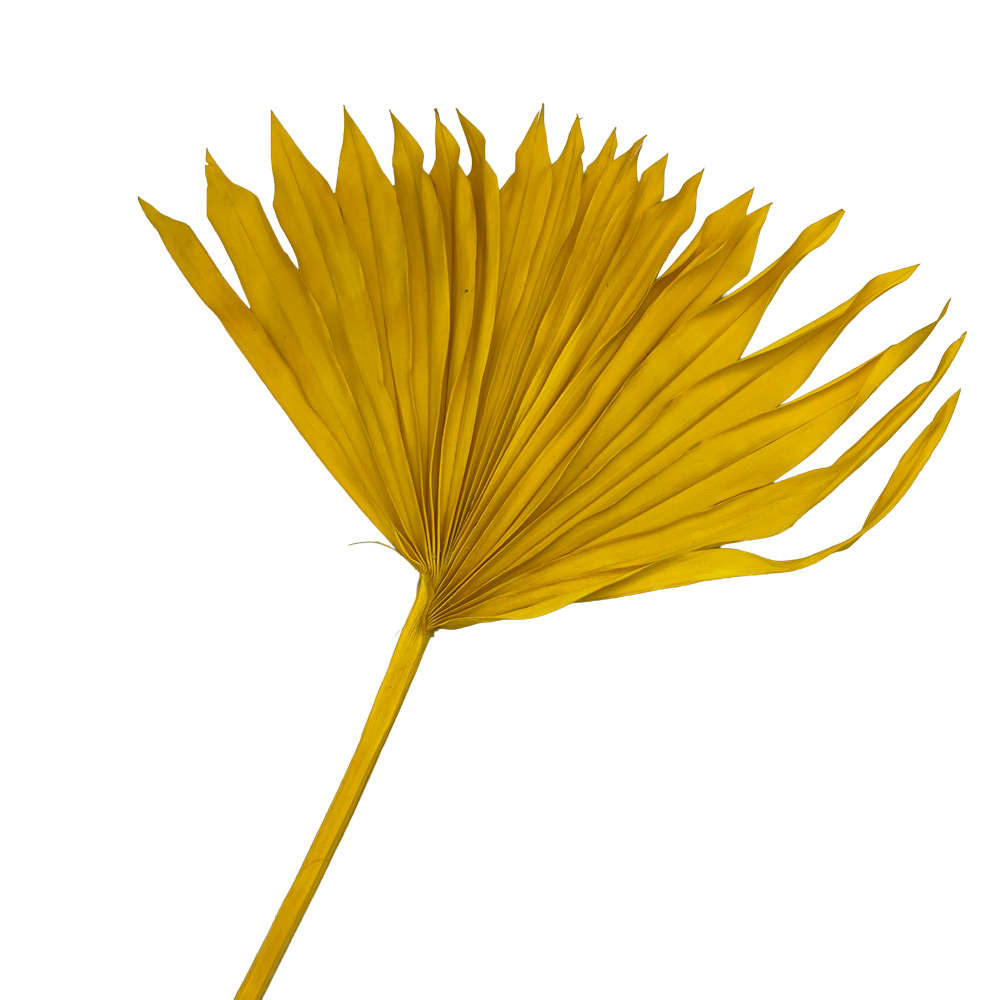 PALMA SUN SPEAR LISTI X15