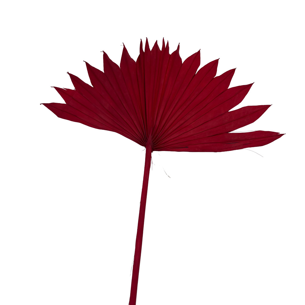 PALMA SUN SPEAR LISTI X15