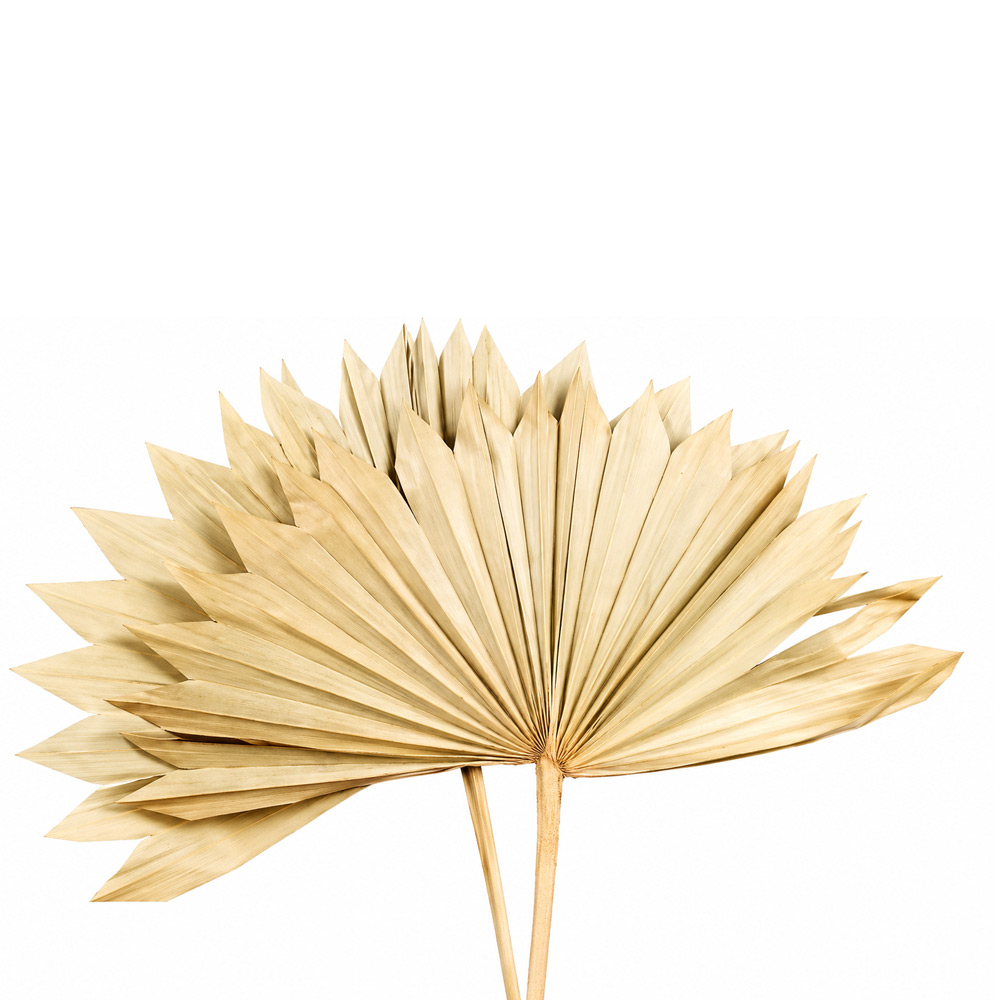 Beljeni listi palme Sun Spear - 15 kos