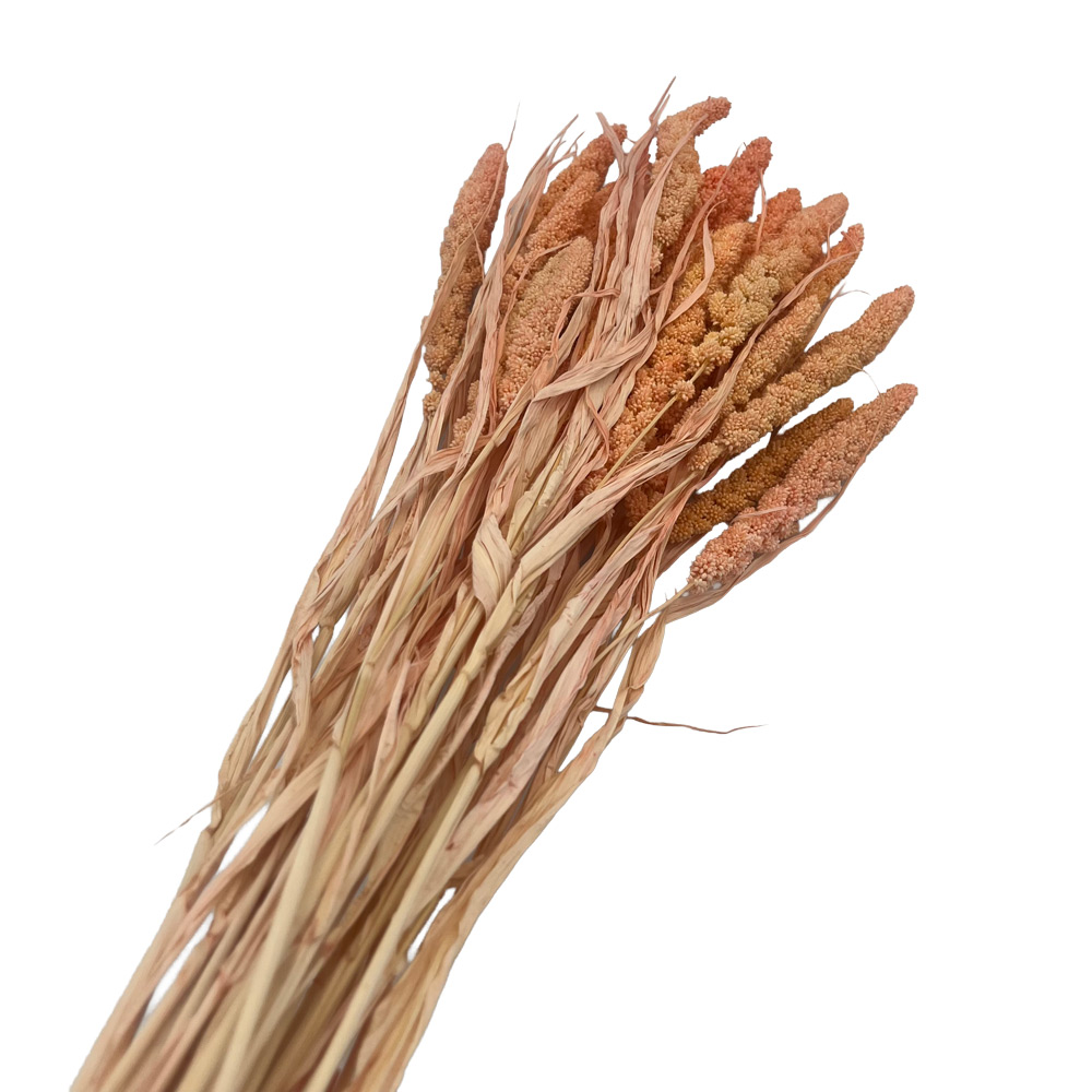 Suho cvetje Canary Millet - 70 cm