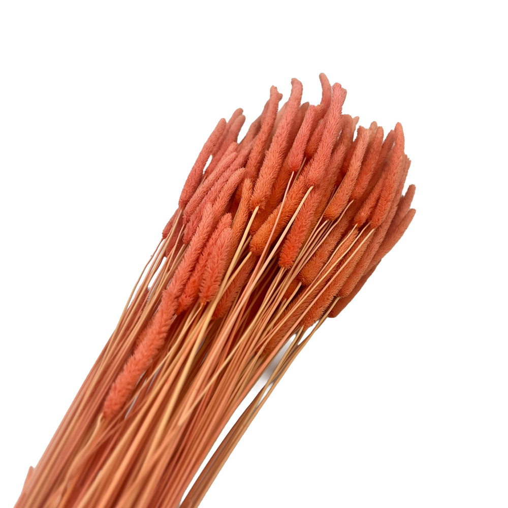Suho cvetje Phleum Salmon – 100 g