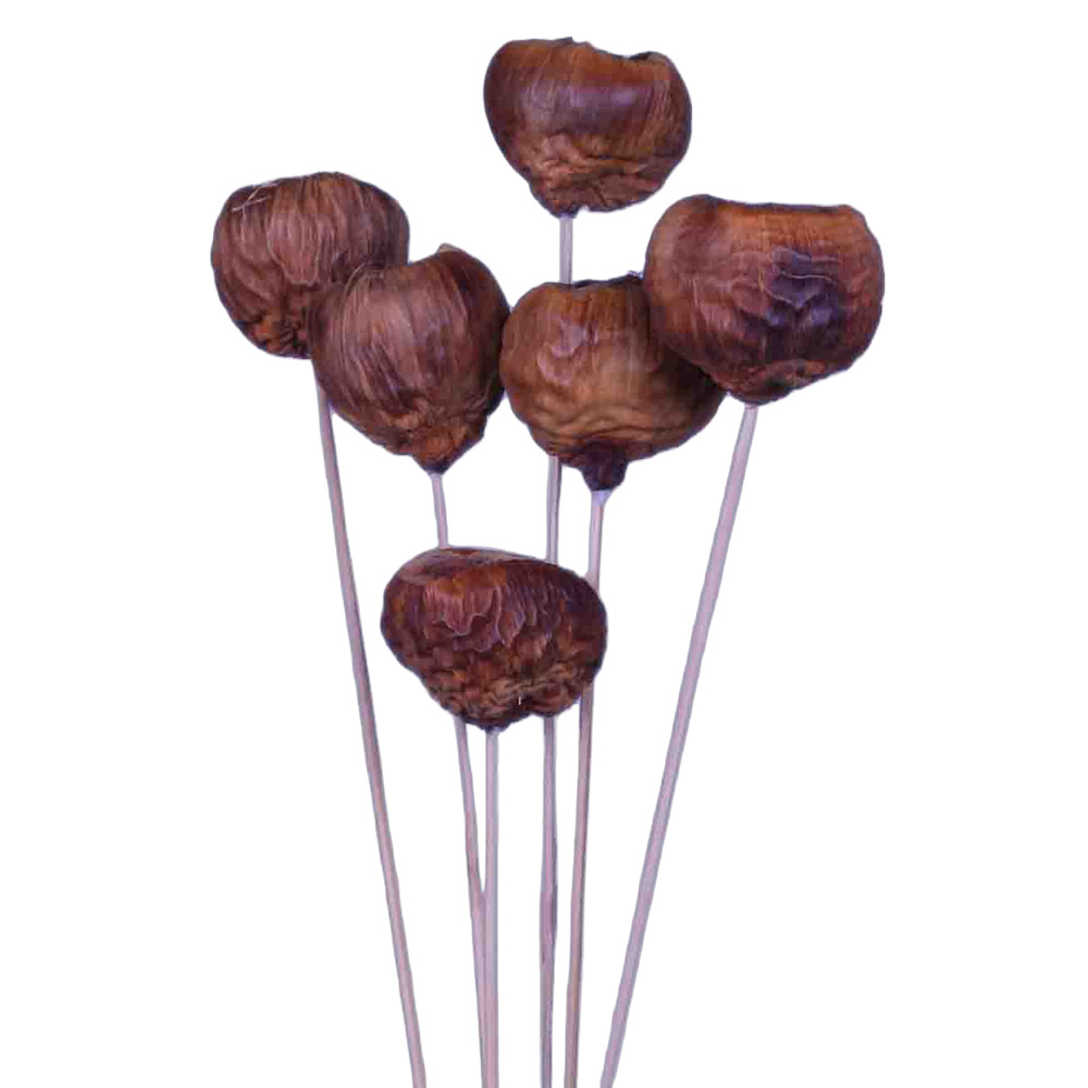 TALAMI NA PALICI NATURX15