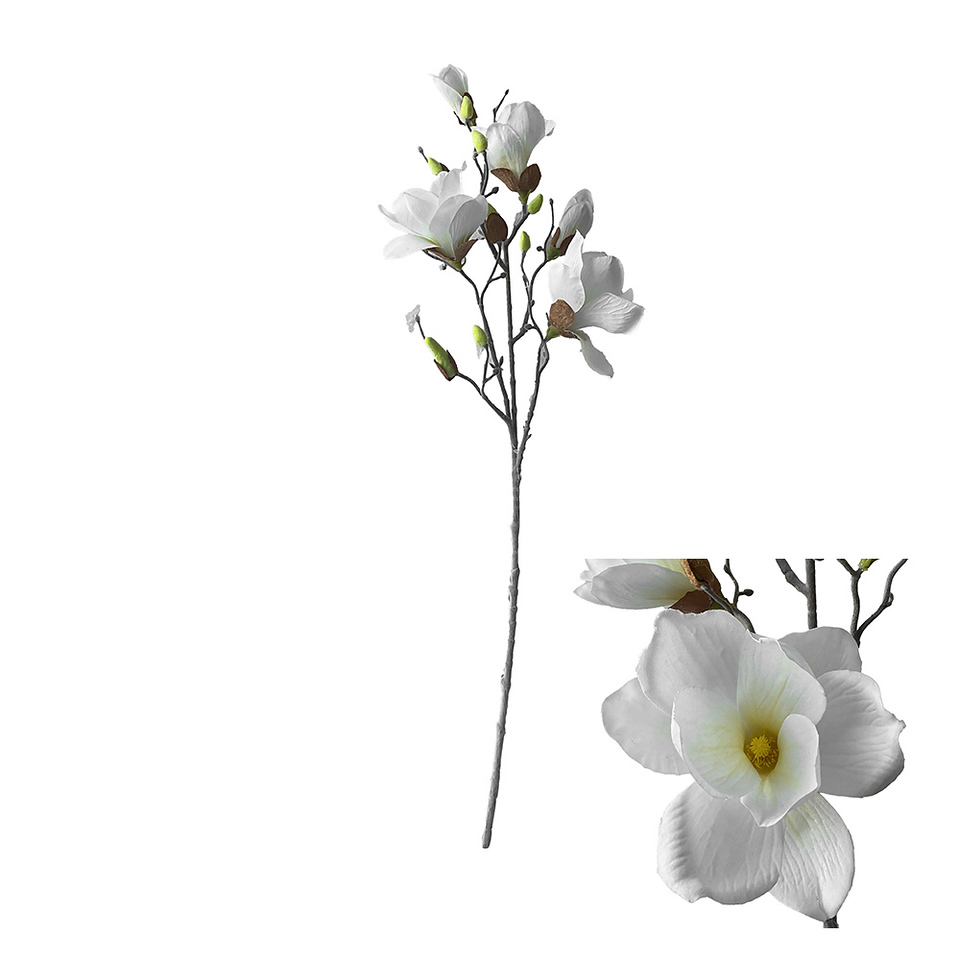 MAGNOLIJA VEJA 75cm